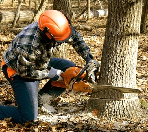 Tree Removal in Woodbine, GA